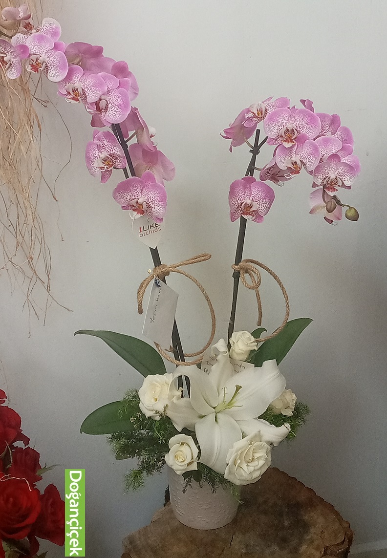 Orkideli Arajman