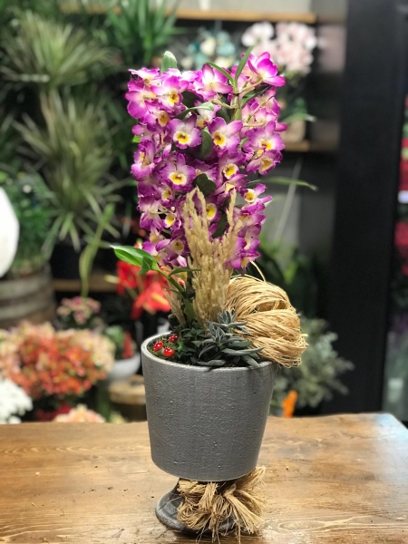 Sukulent Orkide