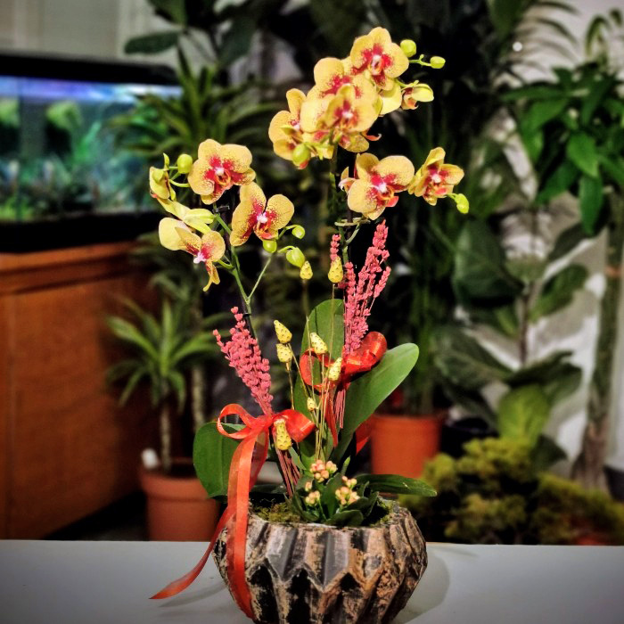 Sat Orkide