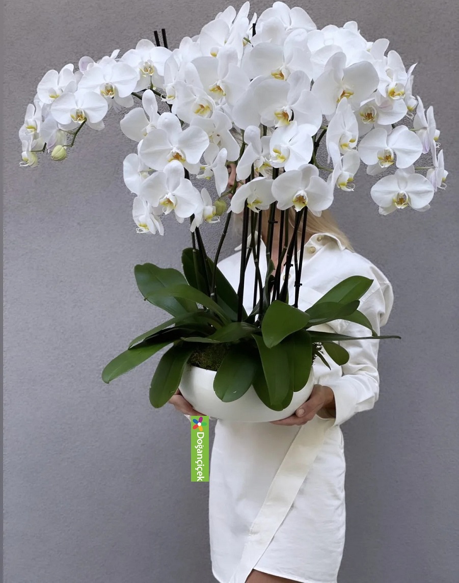 Beyaz Orkide Sevenler