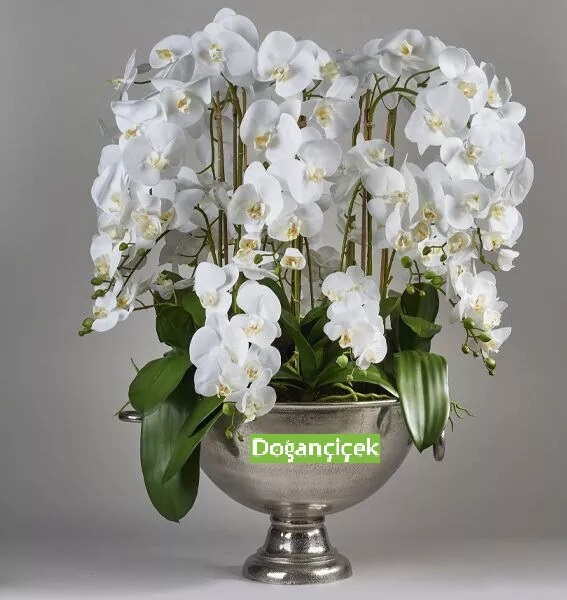 Beyaz Orkide Bahesi