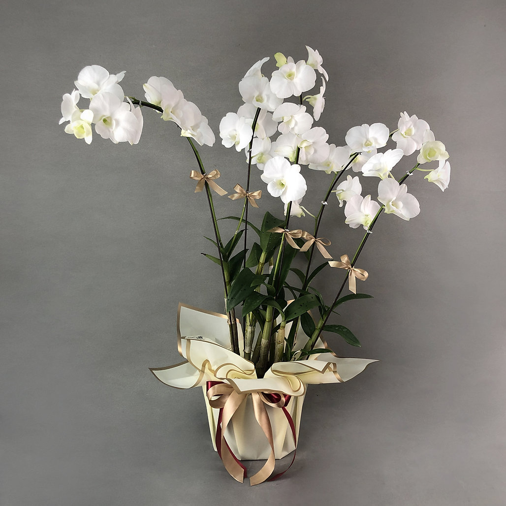 4Dall Beyaz Orkide Siparii